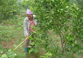 Nông dân xã Phú Thành (huyện Lạc Thuỷ) chăm sóc cam giống mới trồng năm thứ hai.